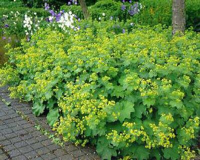 Alchemilla mollis robustica описание